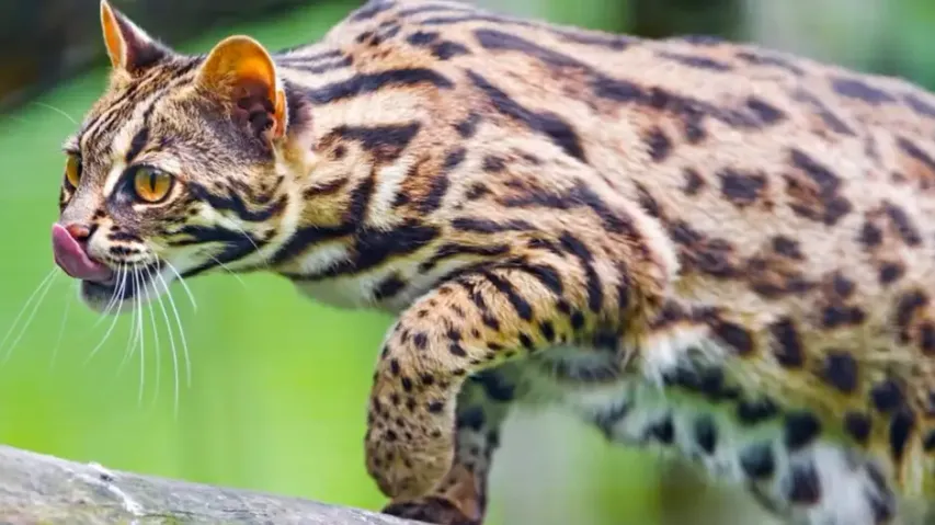 Leopard Cat In Itanagar Zoo