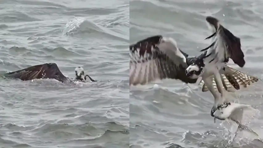 Struggle pays off! Bird sinks thrice, emerges with massive fish in claws; watch