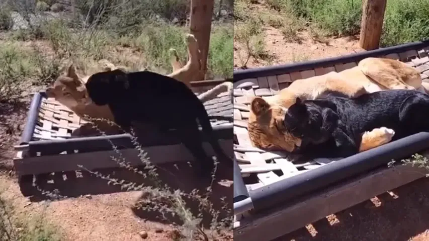 Black Panther befriends lioness, rare love will win your hearts, watch