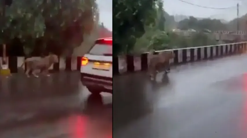 Lion spotted taking stroll on flyover in Gujarat; watch
