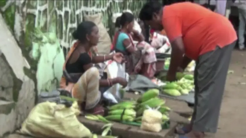 Distress sale of sweet corn hits farmers hard in Koraput