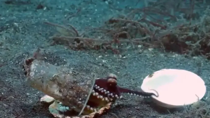 Baby octopus’ trading skill will leave you amazed! Watch underwater ‘secret deal’