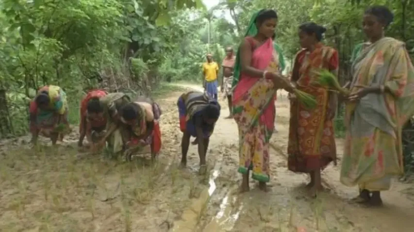 Mayurbhanj villagers plant paddy saplings on slushy road protesting govt apathy