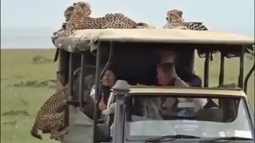 Coalition of cheetahs jump on safari vehicle, enjoy ride with visitors; watch