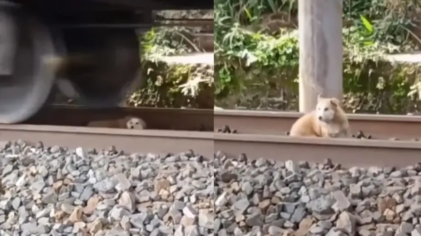 Lucky dog escapes smartly after it gets stuck under speeding train; watch