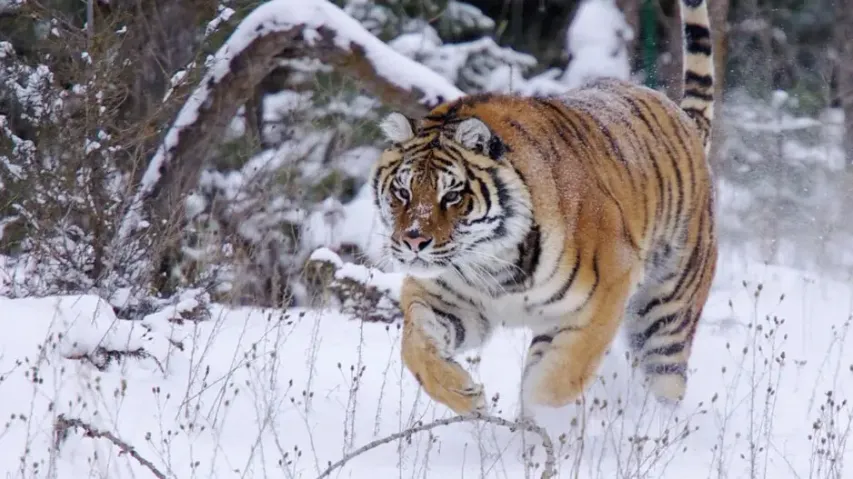 Tiger's vengeance! Big Cat took revenge on poacher for stealing its kill