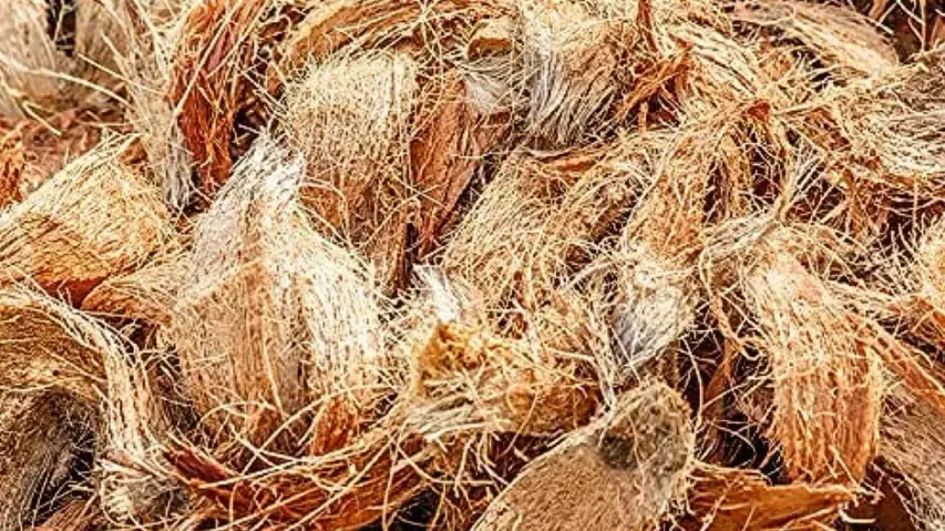 Central universities research says coconut coir has anti-cancerous qualities