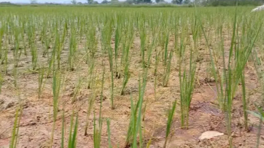 Drought like situation in Mayurbhanj 
