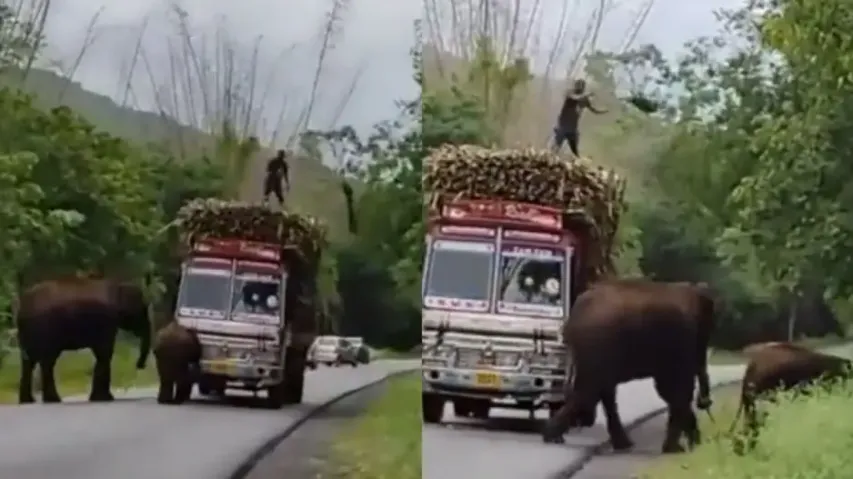 Jumbo Tax! Elephant and its calf collect ‘toll’ from truck; watch