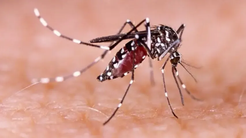 Bangladesh's dengue death toll exceeds 800