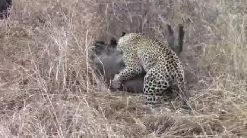  Hyena saves warthog from clutches of menacing leopard