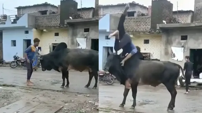 Drunk man's fight with bull goes viral