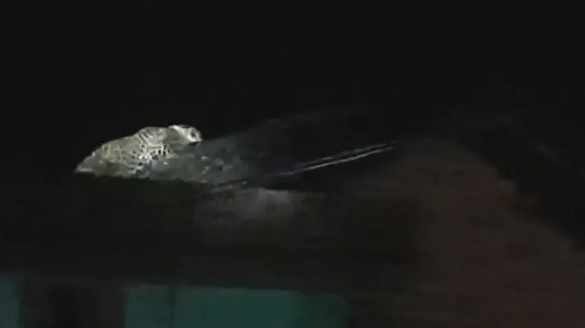 ‘Killer’ leopard atop house triggers panic in Odisha's Nuapada