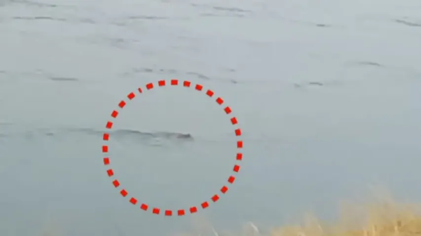 Crocodile spotted in Bhattarika area in Cuttack, triggers panic