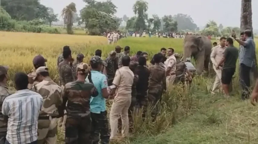 Jumbo that caused mayhem in Jajpur tranquilized for translocation