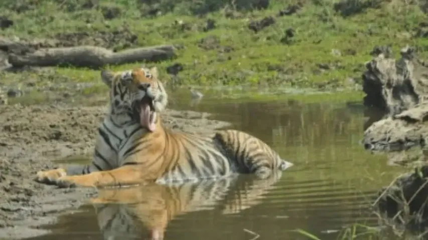 '35 tigers present in Similipal sanctuary'