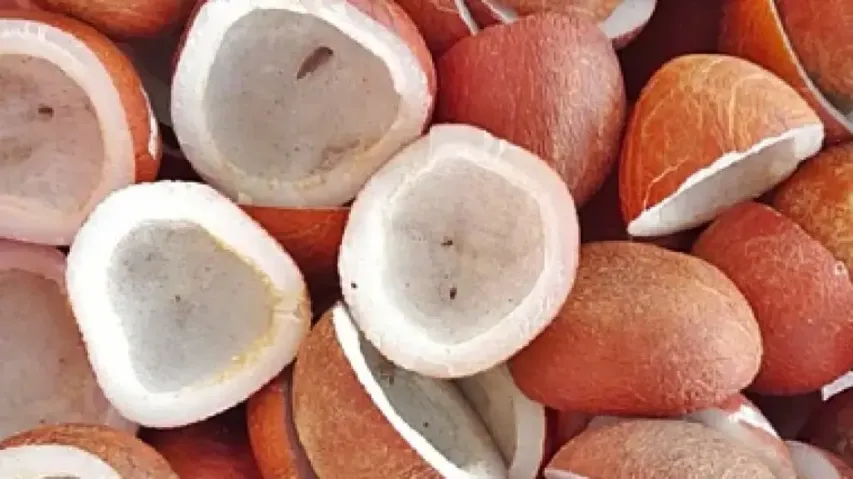 Cabinet approves Minimum Support Price for Copra for 2024 season