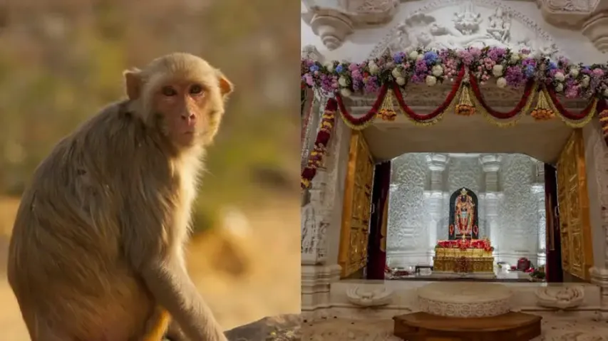 Monkey enters sanctum sanctorum of Ayodhya Ram Mandir
