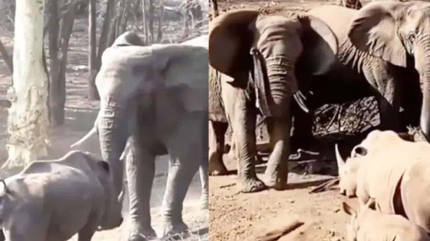 Clash of Titans! Rhino locks horns with Elephant to protect offspring, watch what happens next