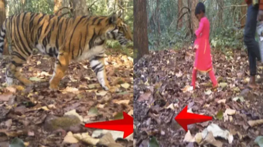 Tiger and villagers walk on same forest path in Similipal Tiger Reserve 