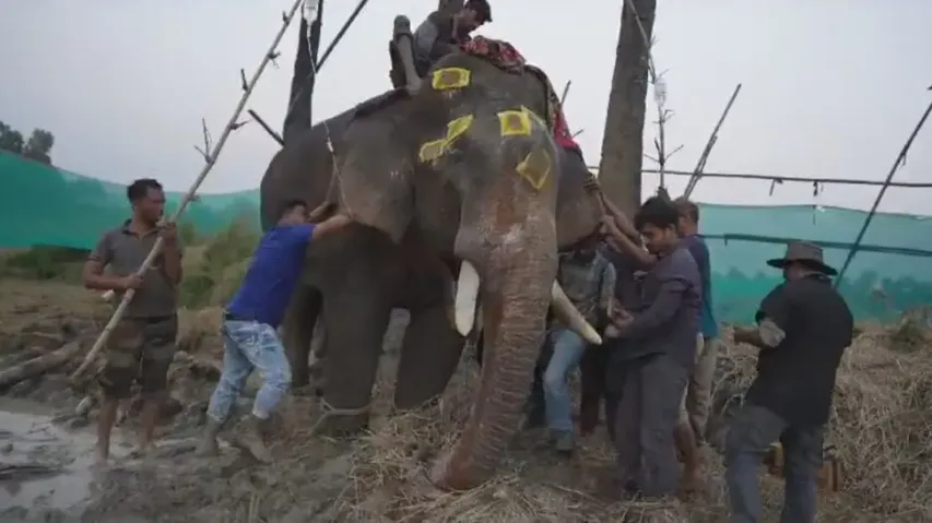 Odisha's first elephant radio-collared in Angul Forest division