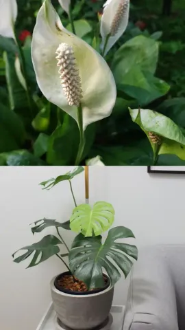 8 Indoor Plants That Can Be Grown From Seeds