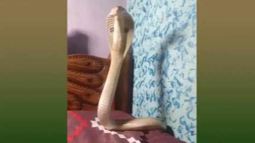 Deadly cobra on bed! Odisha family shocked to see snake in bedroom