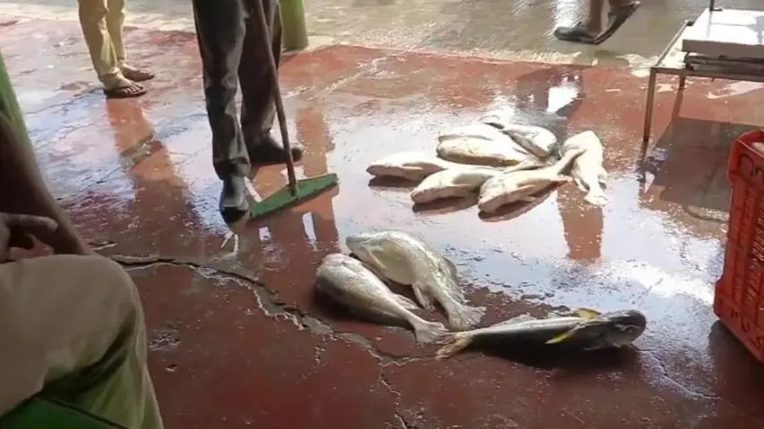 Rare fish fetches Odisha fishermen Rs 1 lakh 