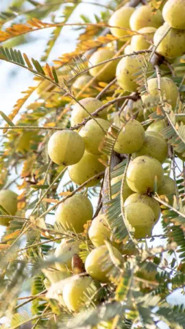 8 Benefits Of Drinking Amla Juice On Empty Stomach