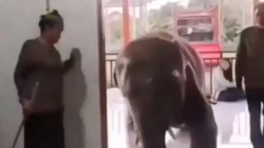 Viral video shows elephant visiting ailing human friend in hospital – Watch