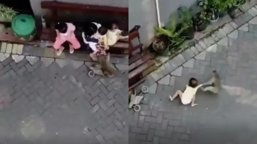 Monkey attempts 'kidnapping' a toddler! Watch
