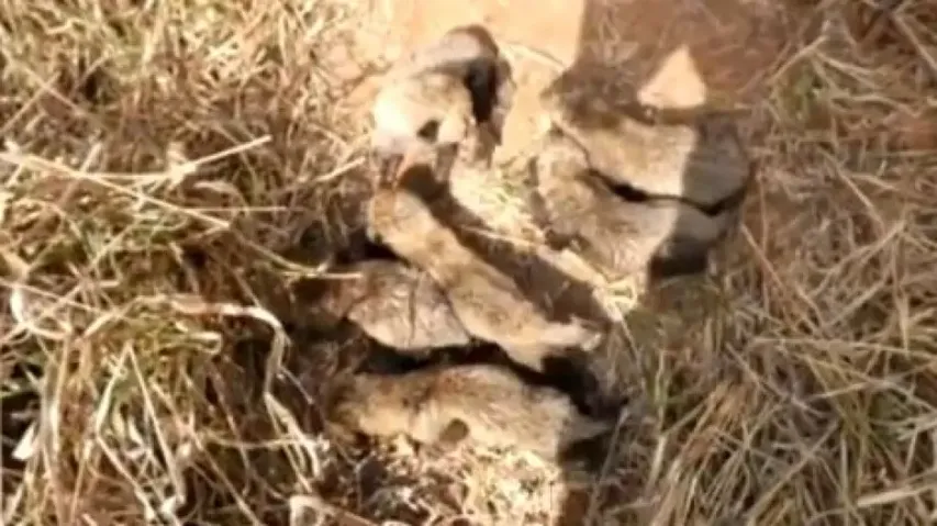 Not 5, but South African Cheetah Gamini gives birth to 6 cubs in Kuno National Park - Watch