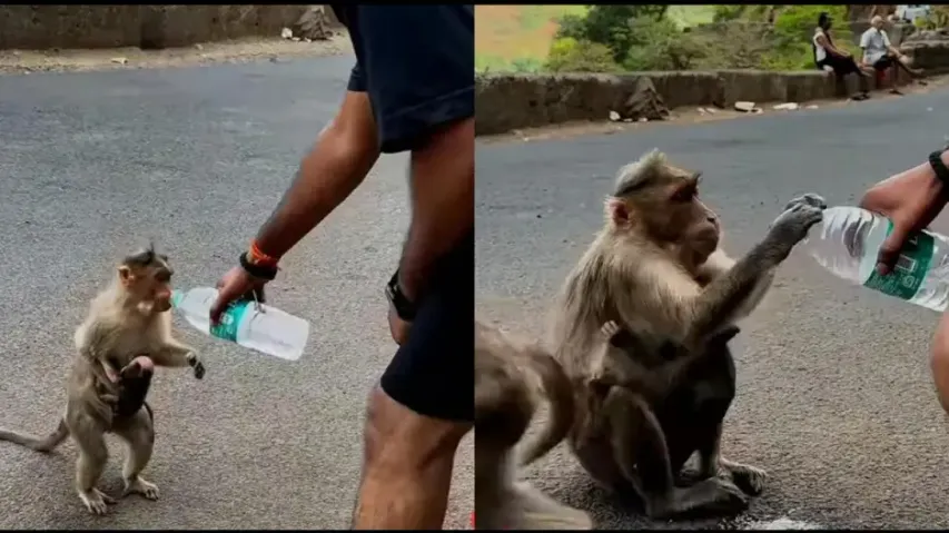 Tourist feeds water to thirsty monkeys, act of kindness winning hearts; watch