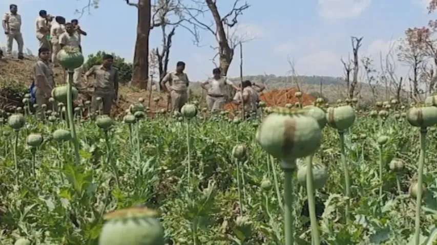 Who is growing opium inside Similipal National Park in Odisha? 