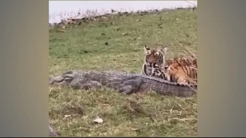 Tigress hunts down crocodile with cubs in Ranthambore National Park! Watch rare sight