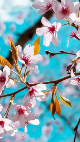 8 Places In India Where You Can Watch Cherry Blossoms