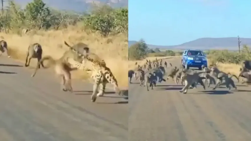 Leopard tries to hunt down Baboon, watch what the troop of primates did