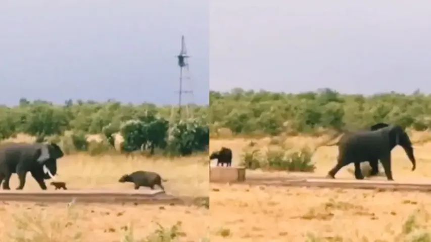 Unbelievable! Buffalo calf chases huge jumbo to 'protect' mother; watch what happens next