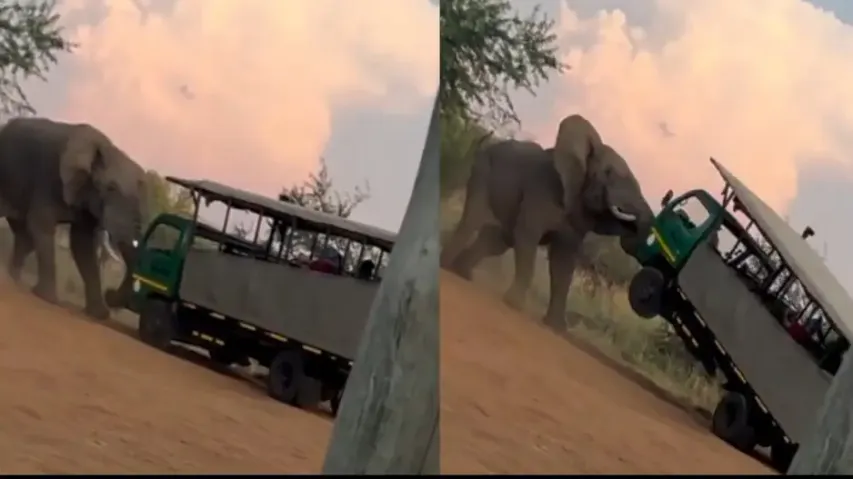Tusker prohibits trespassing of wildlife explorers, attacks violently making bus passengers 'scared 
