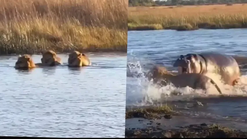 Hippo attacks male lion trio in water stream, terrified big cats run to save their lives; watch