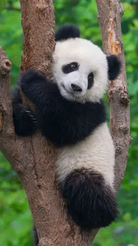 Pandas Are The Most Adorable Animals On Earth, Watch These Videos As Proof