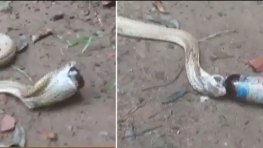 Cobra Swallows Cough Syrup Bottle In Bhubaneswar