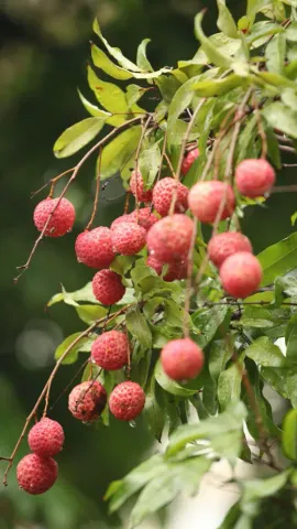 7 Rainy Day Fruits That Can Boost Immunity