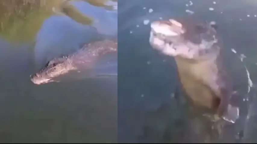 Irked crocodile attacks men on boat after losing 'prey'; watch