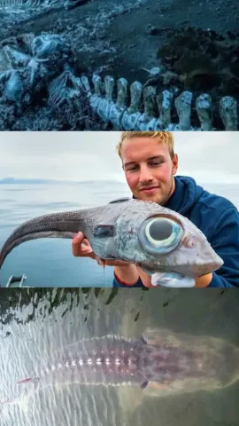 14 Incredible Visuals From Underwater Ocean World That You Must Check Now