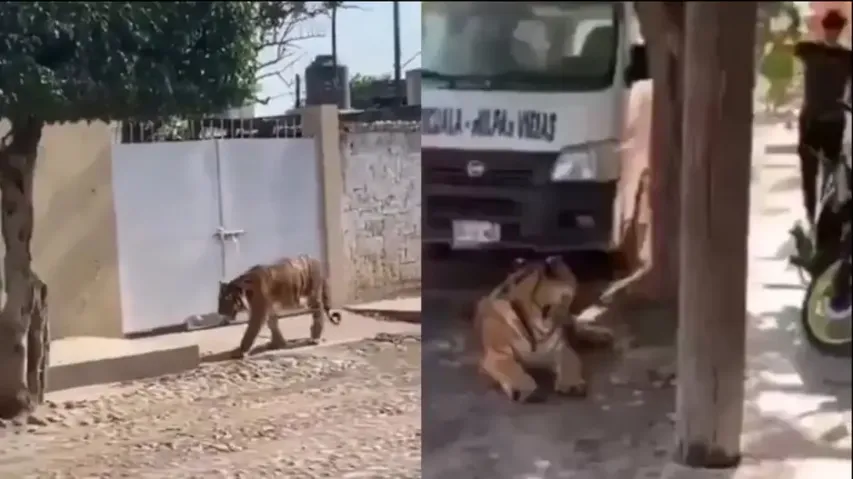 Royal Bengal Tiger spotted strolling casually in Mexico streets like common cat! What happens next