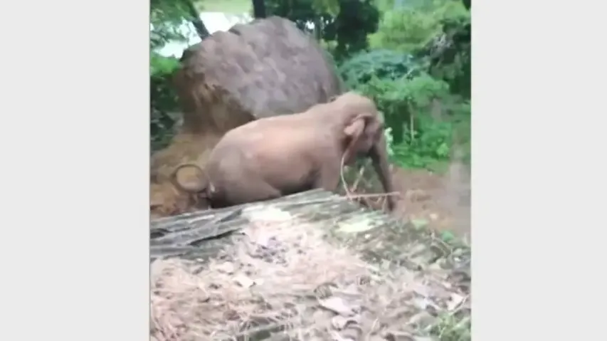 Elephant ruckus in Odisha