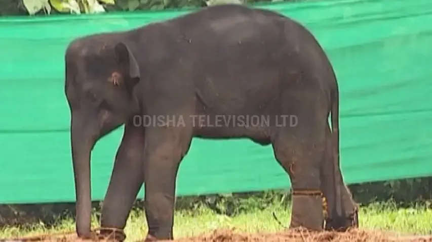Elephant calf death in Odisha: Palm found stuck in throat