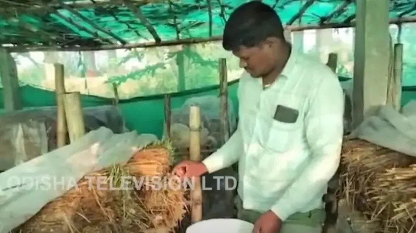 Mushroom farmer Bishikeshan Sahu 