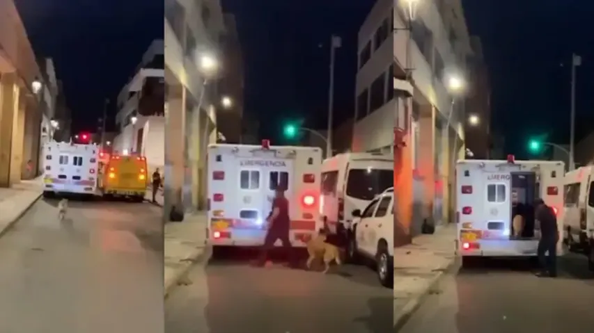 Pet dog chases ambulance taking sick owner to hospital
